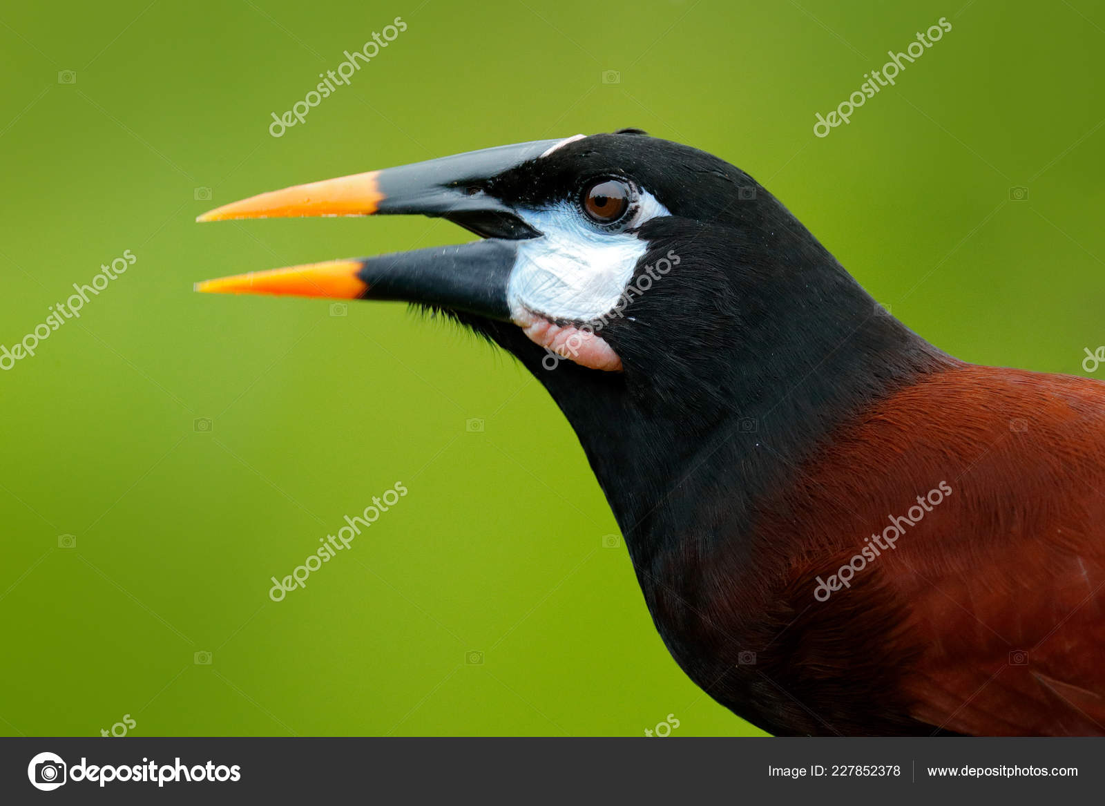 Oropendola Montezuma Psarocolius Montezuma Portrait Oiseau