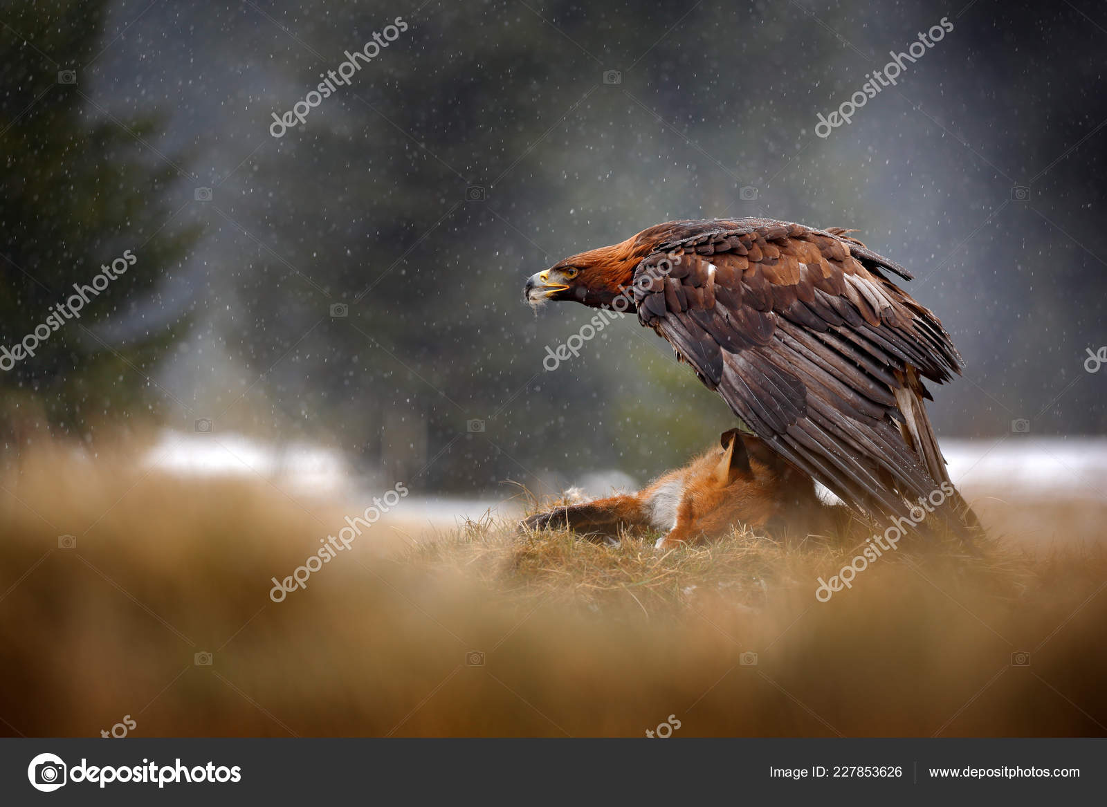 Golden Eagle Feeding Killed Red Fox Forest Rain Snowfall