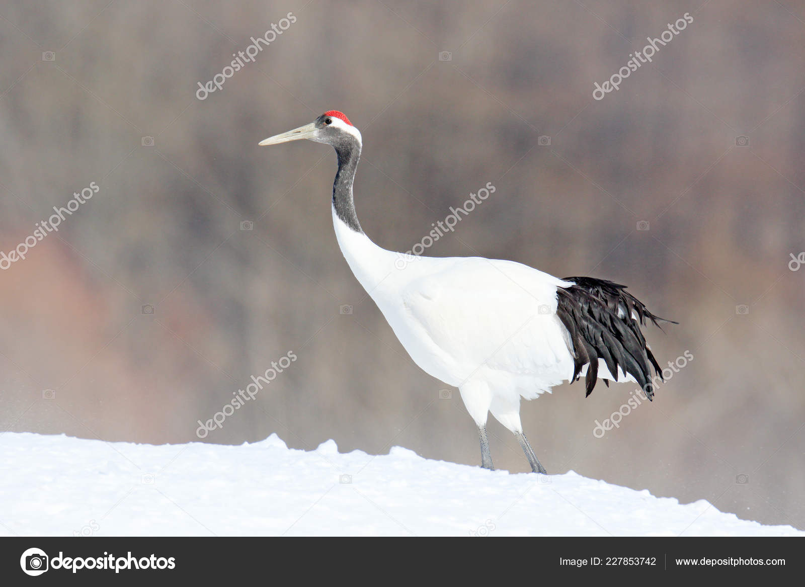 Grue Japon Grus Japonensis Marcher Dans Neige Chine Bel