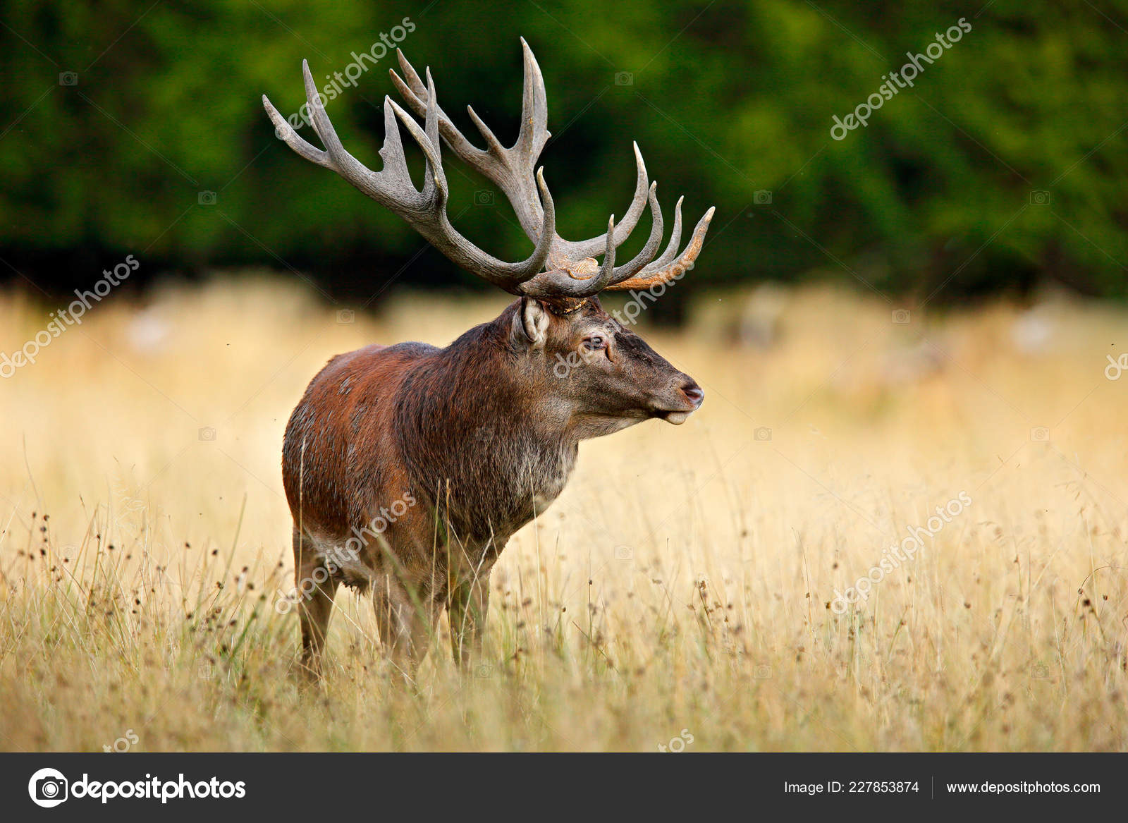 Red Deer Stag Majestic Powerful Adult Animal Autumn Forest Big Stock Photo  by ©OndrejProsicky 227853874
