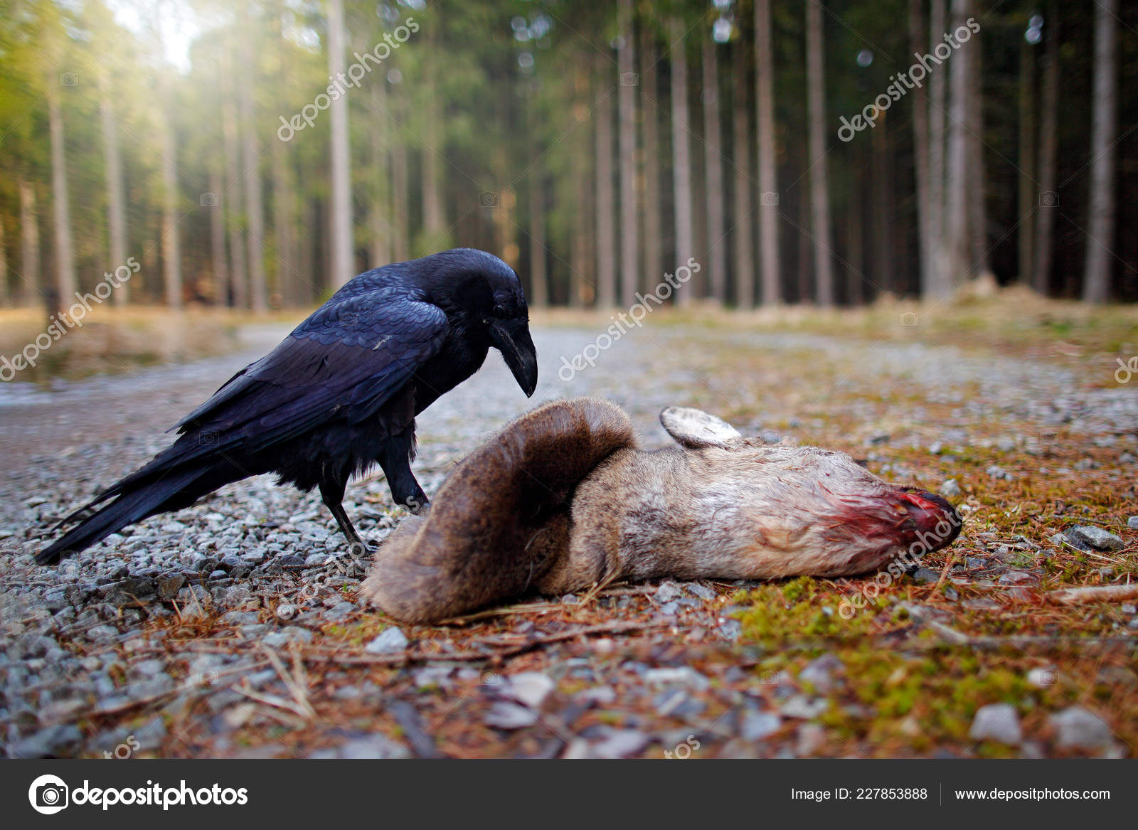 Raven Dead European Roe Deer Carcass Forest Black Bird Head Stock Photo by  ©OndrejProsicky 227853888