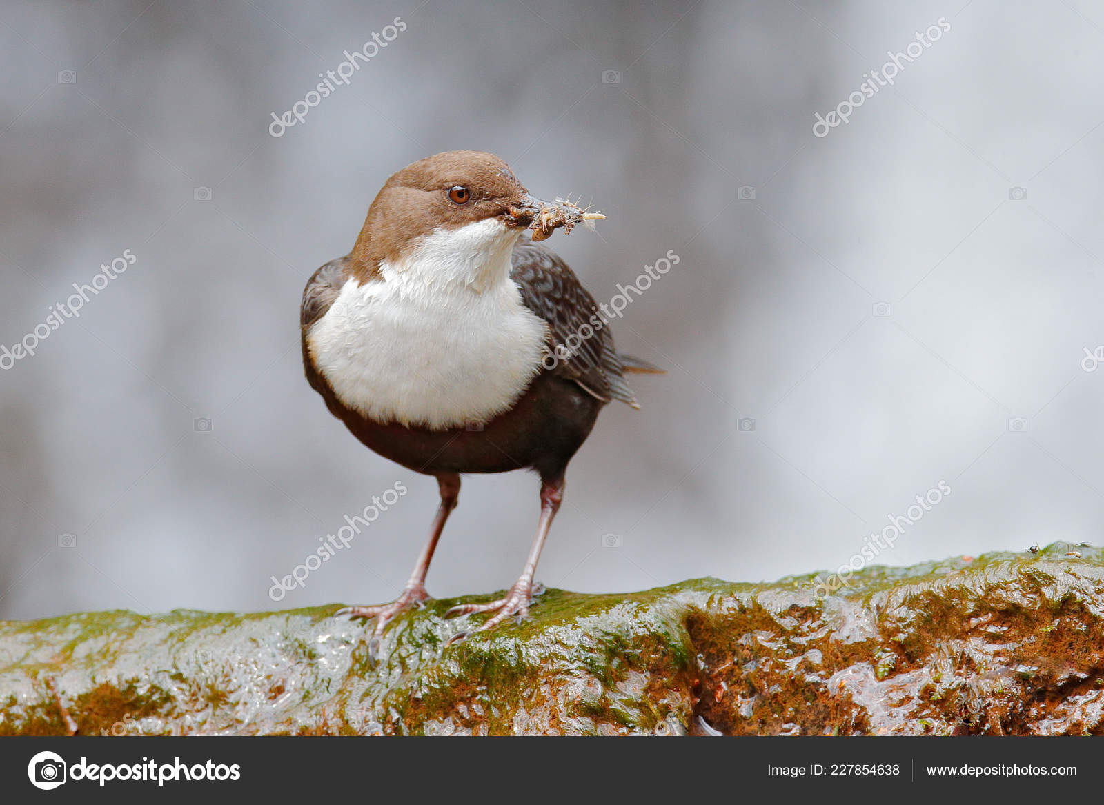 White Throated Dipper Cinclus Cinclus Brown Bird White Throat