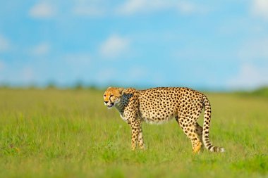 Çita, vahşi kedi yürüyüş Acinonyx jubatus. Arazi, Botswana, Afrika en hızlı memeli. Çita çimen, mavi gökyüzünde bulutlar ile. Doğa ortamlarında benekli vahşi kedi.