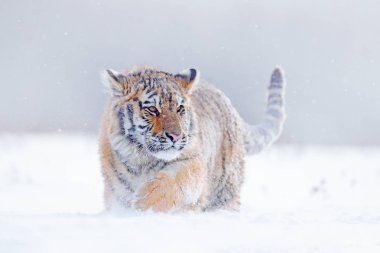 Vahşi kış doğada, karda koşma kaplan. Sibirya kaplanı, Panthera tigris altaica. Tehlikeli hayvan ile eylem yaban hayatı sahne. Soğuk kış aylarında Tayga, Rusya. Kar taneleri ile vahşi kedi.