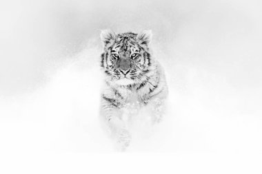 Siyah-beyaz sanat. Vahşi kış doğada, karda koşma kaplan. Sibirya kaplanı, Panthera tigris altaica. Tehlikeli hayvan ile eylem yaban hayatı sahne. Soğuk kış aylarında Tayga, Rusya Federasyonu. 