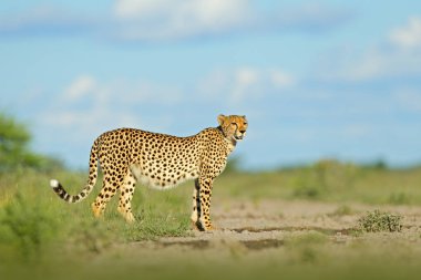 Çita çimen, mavi gökyüzünde bulutlar ile. Doğa ortamlarında benekli vahşi kedi. Çita, vahşi kedi yürüyüş Acinonyx jubatus. Arazi, Botswana, Afrika en hızlı memeli. Afrika Doğa, ıslak sezon.
