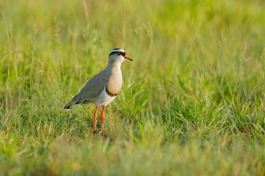 Kız kuşu Vanellus coronatus, yeşil çimen, Moremi, Okavango Deltası, Botswana kuş taç. Doğadan yaban hayatı sahne. Kırmızı siyah gagalı gri beyaz kız kuşu. Afrika'da kuş gözlem.