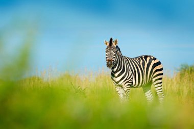 Zebra ile mavi fırtına gökyüzü bulutlu. Bayağı zebra, Equus quagga burchellii, Nxai Pan Ulusal Parkı, Botswana, Afrika. Vahşi hayvan yeşil çayır üzerinde. Yaban hayatı doğa Afrika Safari.