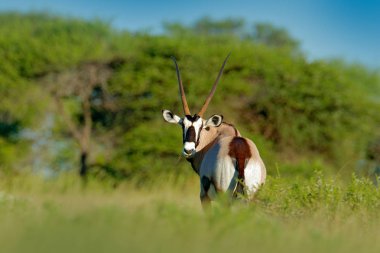 Gemsbok yeşil orman, akşam günbatımı ile. Gemsbuck, Oryx gazella, doğa yaşam alanı, Nxai Pan, Botsvana, Afrika'da büyük antilop. Savana vahşi hayvanlar. Büyük düz boynuz boynuz hayvanla.