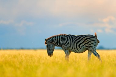 Wild animal on the green meadow during sunset. Wildlife nature, beautiful evening light. Zebra with blue storm sky. Burchell's zebra, Equus quagga burchellii, Nxai Pan National Park, Botswana, Africa. clipart
