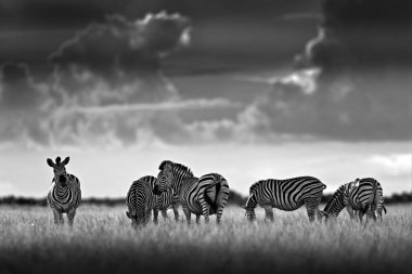 Zebra ile kara fırtına gökyüzü. Bayağı zebra, Equus quagga burchellii, Nxai Pan Ulusal Parkı, Botswana, Afrika. Vahşi hayvan çayır üzerinde. Vahşi doğa, Afrika safari. Siyah-beyaz sanat fotoğraf.