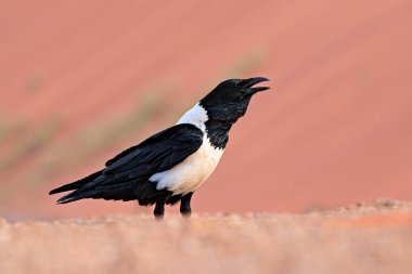 Alaca karga, Corvus albus, Namibya, ağır çekim açık fatura ile Kum Çölü'nde siyah beyaz kuş. Afrika'da hayvan davranış. Kuş tüyleri rüzgar. Yaban hayatı sahne doğadan