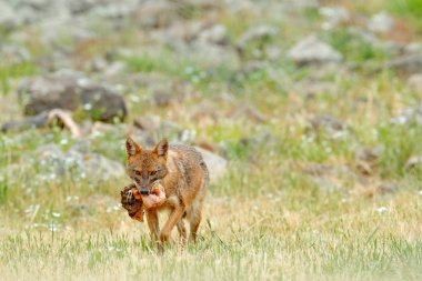 Altın çakal Canis aureus, sahne üzerinde çayır, Madzharovo, Doğu Rodopların, Bulgaristan besleme. Vahşi hayatından Balkan. Doğada vahşi köpek davranış sahne. Dağ hayvan Habitat.