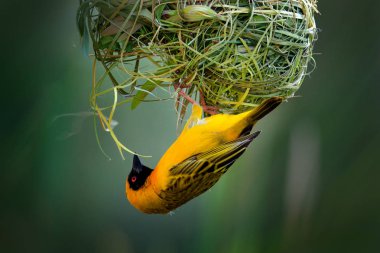 African southern masked weaver, Ploceus velatus, build the green grass nest. Yellow birds with black head with red eye, animal behaviour in the habitat. Wildlife scene from nature, Etosha NP, Namibia. clipart