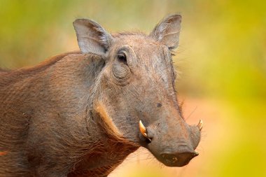 Common warthog, brown wild pig with tusk. Close-up detail of animal in nature habitat. Wildlife nature on African Safari, Kruger National Park, South Africa.  clipart