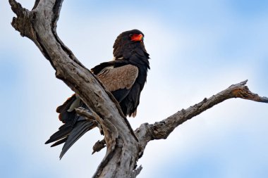 Bateleur kartal, Terathopius ecaudatus, kahverengi ve siyah bir yırtıcı kuş doğa ortamlarında şube, Kenya, Afrika üzerinde oturuyor. Yaban hayatı sahne fromnature.