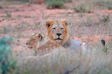 Afrika aslanları, Panthera leo, büyük hayvanlar, Kruger National Park Güney Afrika detayını çifti portresi. Doğa yaşam alanı içinde cats. Erkek ve kadın, tebrik.