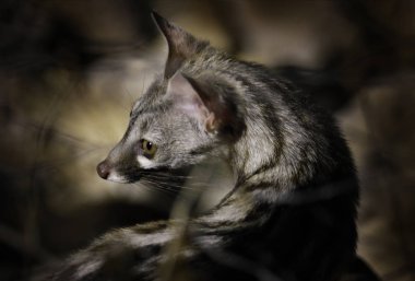 Genet, G. genetta, karanlık ormanın, etkin Np, Namibya, Afrika küçük benekli. Gece doğa, güzel hayvan, gece avcılık ayrıntı portresi. Yaban hayatı sahne Afrika doğadan.