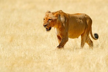 Big angry female lion in Etosha NP, Namibia. African lion walking in the grass, with beautiful evening light. Wildlife scene from nature. Animal in the habitat. Safari in Africa. clipart