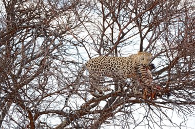 Catch, hayvan davranışları ile ağaç üzerinde leopar. Büyük kedi genç zebra, Afrika etkin Ulusal Park'ta besleme. Doğadan yaban hayatı sahne. Afrika leopar öldürmek zebra. Namibya Safari'de.