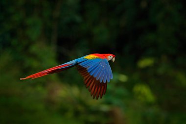Ormandaki kırmızı papağan. Koyu yeşil bitki örtüsü uçan Amerika papağanı papağan. Scarlet Macaw Ara macao, tropikal orman, Kosta Rika. Tropikal doğa yerinden yaban hayatı.