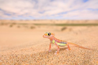 Gecko Namib kumul, Namibya üzerinden. Pachydactylus RangeI, Web-footed palmato gecko Doğa Çöl ortamlarında. Kertenkele mavi gökyüzü bulutlu, geniş açı ile Namib Çölü'nde. Yaban hayatı doğa.