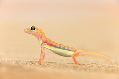 Gecko Namib kumul, Namibya üzerinden. Pachydactylus RangeI, Web-footed palmato gecko Doğa Çöl ortamlarında. Kertenkele mavi gökyüzü bulutlu, geniş açı ile Namib Çölü'nde. Yaban hayatı doğa.