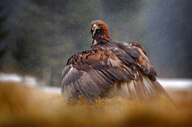 Altın kartal besleme kızıl tilki ormanda yağmur ve kar yağışı sırasında öldürdü. Doğada kuş davranış. Sahne ile büyük bir yırtıcı kuş besleme, yakalama, Polonya, Avrupa ile kartal.