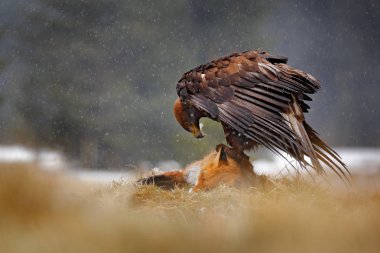 Altın kartal besleme kızıl tilki ormanda yağmur ve kar yağışı sırasında öldürdü. Doğada kuş davranış. Sahne ile büyük bir yırtıcı kuş besleme, yakalama, Polonya, Avrupa ile kartal.