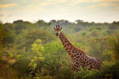 Zürafa ve sabah güneş doğuyor. Yeşil bitki örtüsü ile hayvan portre. Doğadan yaban hayatı sahne. Turuncu orman, Okavango, Botsvana, Afrika'da ışık.