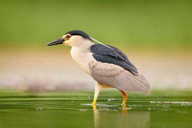 Gece balıkçılı, Nycticorax nycticorax, su kuşu su, Macaristan oturan gri. Doğadan yaban hayatı sahne. Kuş su.
