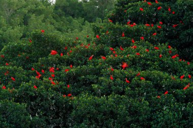 Kızıl aynak, Eudocimus ruber, egzotik kırmızı kuş, doğa yaşam alanı, ağaç, Caroni bataklık, Trinidad ve Tobago, Karayipler üzerinde oturan kuş kolonisi. Ibis, yabani hayvanlar ve bitkiler doğa sürüsü.