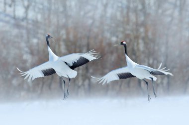Dancing pair of Red-crowned crane with open wings, winter Hokkaido, Japan. Snowy dance in nature. Courtship of beautiful large white birds in snow. Animal love mating behaviour, bird dance. clipart