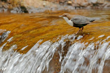 Zaman, yaban hayatı Almanya iç içe geçirme kepçe, beyaz Gerdanlı Cinclus cinclus, beyaz boğaz nehir, şelale içinde belgili tanımlık geçmiş, tasarı, gıda ile doğa ortamlarında hayvan davranışları ile kahverengi kuş.