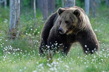 Kahverengi ayı ormanda yürüyor, sabah ışığı. Tayga ve çayır habitatlarında tehlikeli bir hayvan. Finlandiya 'dan Rusya sınırına yakın bir vahşi yaşam sahnesi. Pamuk göl çevresinde çiçek açar, yaz mevsiminde..