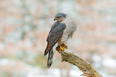 Bayağı atmaca, Accipiter nisus, yakalanan küçük ötücü kuş ormanıyla karda oturup. Vahşi doğadan hayvan sahne. Kuş kış orman Habitat.