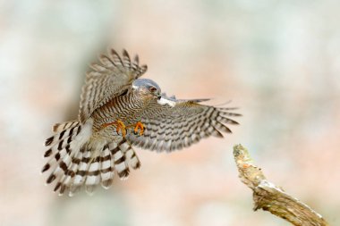Eurasian sparrowhawk, Accipiter nisus, sitting on the snow in the forest with caught little songbird. Wildlife animal scene from nature. Bird in the winter forest habitat. clipart