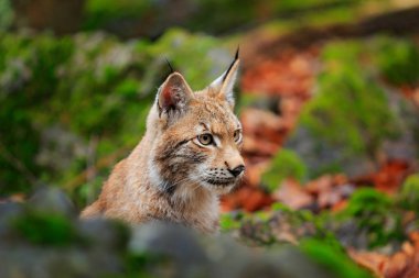 Lynx ormanın içinde. Avrasya vahşi kedi yeşil Yosunlu taş, arka planda yeşil oturan. Orada doğa yaşam, Çek, Avrupa vahşi kedi.