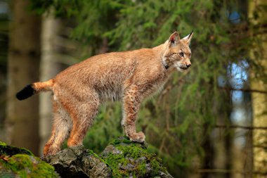 Lynx ormanın içinde. Avrasya vahşi kedi yeşil Yosunlu taş üzerinde yürüme, ağaçlar arka planda yeşil. Vahşi kedi doğa yaşam, Çek, Avrupa. Doğadan yaban hayatı sahne. Güzel kürk ceket hayvan.