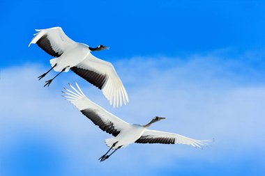 Crane, kar taneleri ile kış sahne. Karlı doğadan yaban hayatı sahne. İki kırmızı taç vinçler çayırda karlı, Hokkaido, Japonya. Doğada, bataklık beyaz kuş Habitat soğuk gün.