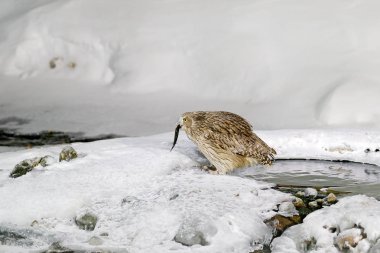 Blakiston'ın balık baykuşu, tasarı, baykuş, en büyük canlı türlerine yakalanan balık. Soğuk suda ıslatın ve kar kuş avlar. Yaban hayatı sahne kış Hokkaido, Japonya. 