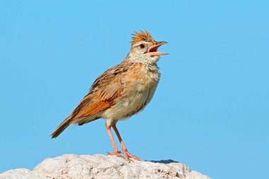 Kızıl enseli toygar, Mirafra africana, kuş mavi gökyüzü, Moremi, Okavango Deltası, Botswana Afrika taşla oturan açık fatura ile. Yaban hayatı sahne Afrika doğadan.