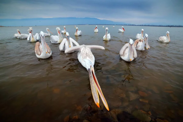 Κυνήγι Πουλιών Στο Νερό Αργυροπελεκάνος Αργυροπελεκάνος Λίμνη Κερκίνη Ελλάδα Πελεκάνος — Φωτογραφία Αρχείου