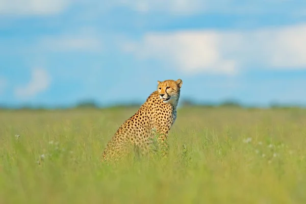 Cheetah Acinonyx Jubatus Chat Sauvage Marchant Mammifère Rapide Terre Botswana — Photo