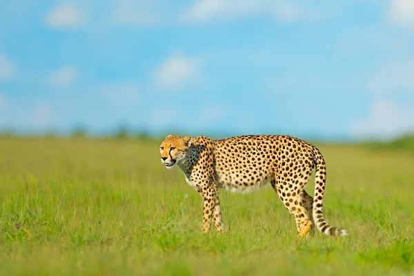 Cheetah Acinonyx Jubatus Gato Salvaje Andante Mamífero Más Rápido Tierra — Foto de Stock