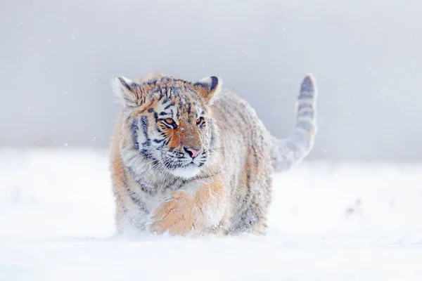 Tigre Nella Natura Selvaggia Invernale Correndo Nella Neve Tigre Siberiana — Foto Stock