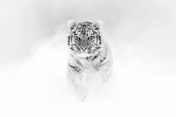 Черно Белое Искусство Тигр Дикой Зимней Природе Бегущий Снегу Сибирский — стоковое фото