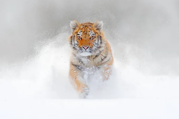 Tiger Kör Snön Vilda Vinter Natur Sibiriska Amur Tiger Panthera — Stockfoto