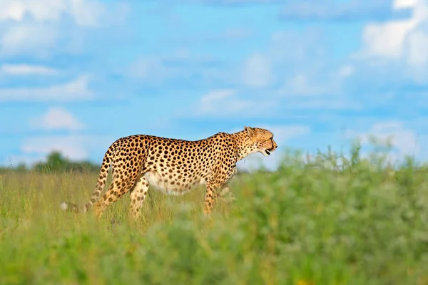 Gepard Trávě Modrá Obloha Mraky Strakaté Divoká Kočka Prostředí Přírody — Stock fotografie