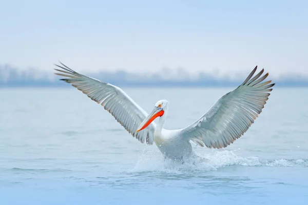 Madár Reggeli Napfelkeltét Borzas Gödény Pelecanus Crispus Lake Kerkini Görögország — Stock Fotó